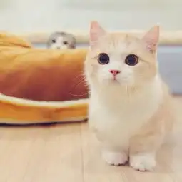 不好意思,这个猫我撸定了...你们随意