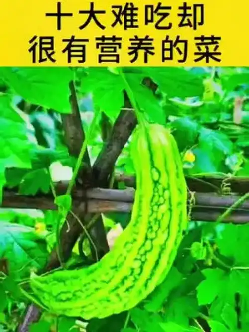 生活小妙招小常识好物分享种草妙招大作用小妙招涨知识正能量正能量传递女人小妙招分享日常生活美食