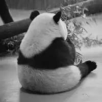 熊猫背影头像孤单微信头像图片大全