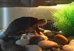 你家风水适合养什么宠物