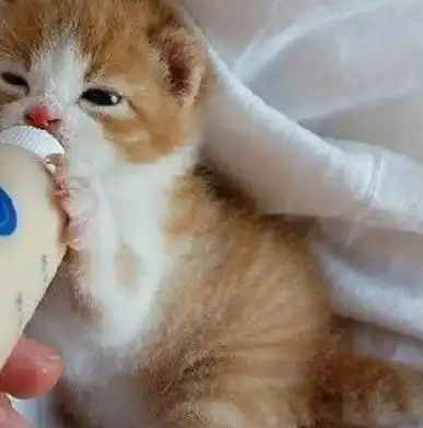 如何判断猫咪已经把你当成父母了宠物达人从这些地方入手