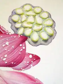 国画技法这样画荷花