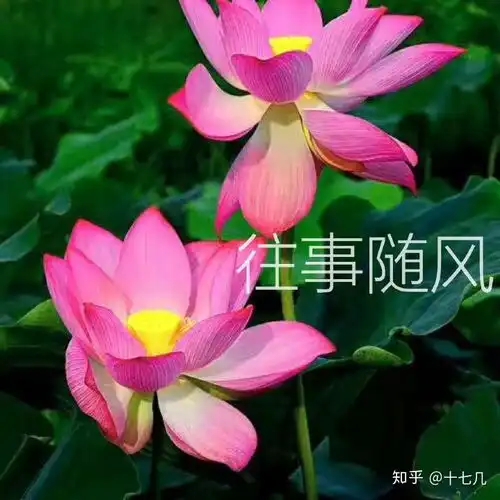 为什么很多中年妇女喜欢用荷花莲花荷塘图片做头像