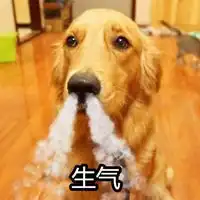 动物头像搞笑金毛图片可爱金毛狗搞笑头像
