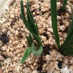 大颗形草第一次上花木纹很厚新芽奇草