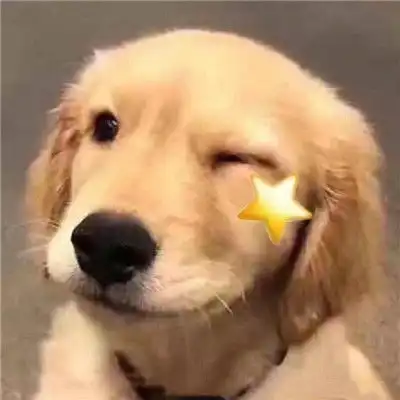 狗狗们的wink,搞怪可爱头像,你心动了没