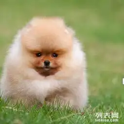 长春哪里有博美犬出售纯种健康的博美犬哪里有多少钱