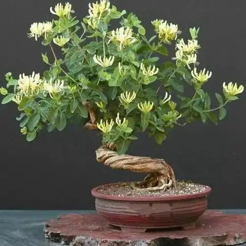 美轮美奂的花卉盆景