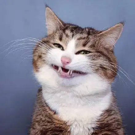 ins最励志的网红猫童年遭虐待失去行走能力,却乐观开朗每一天