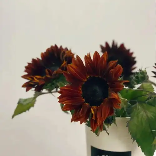 植库油画向日葵向日葵家族成员怎么这么美