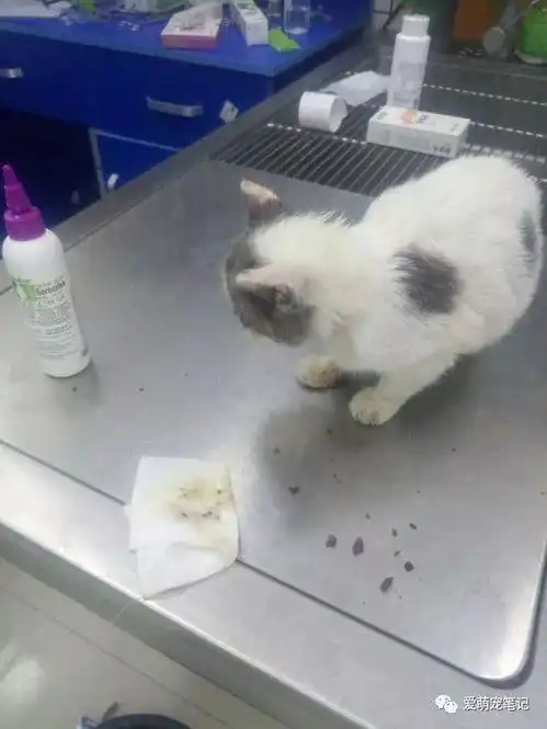 楼下遇到一只因病遗弃的小奶猫,女孩觉得可怜,就抱回家给它治疗