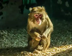 猴年看猴一