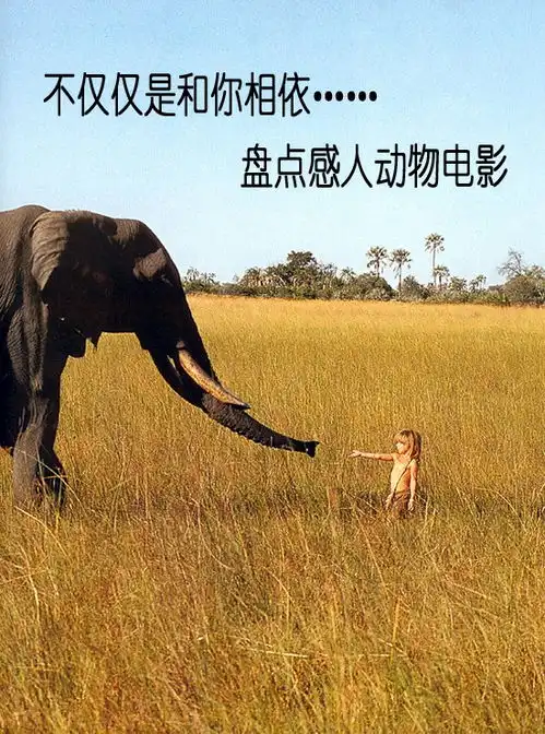 不仅是和你相依更是相信相爱盘点感人动物电影