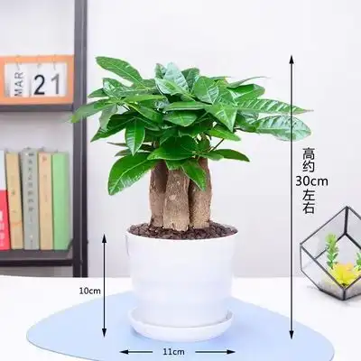 四季发财树盆栽七叶莲吸甲醛鸭脚木客厅办公室开业招财绿植好养活