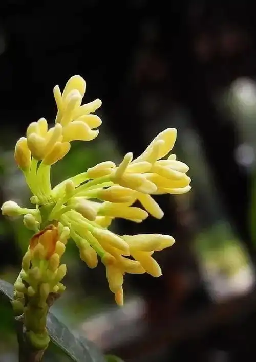 又到桂花香浓时