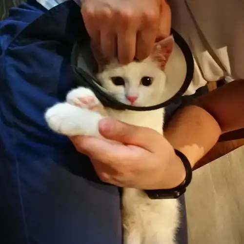 我和荣华富贵之间隔着一只流浪猫