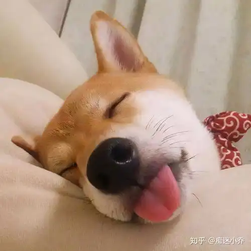 这些养狗前后对比,养狗的人纷纷表示躺枪了