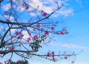 少女心炸裂仁和美丽异木棉提前刷屏来喽