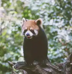 青青自然,原始丛林里的野生动物探索课