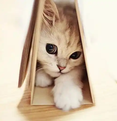 猫咪掉毛原因及应对办法
