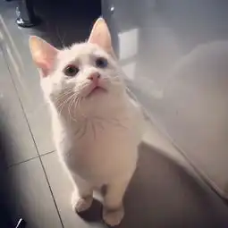 怎样拍猫可以萌一点