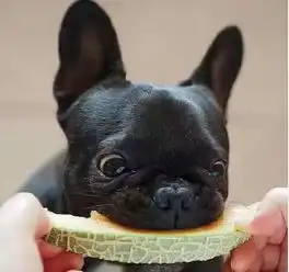 这种狗是什么