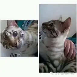 主人买回这只孟加拉猫后悔了,因做了不良示范