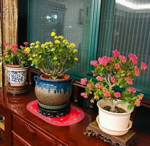 10种漂亮花,喜欢小花盆,小盆出精品,大盆易死亡
