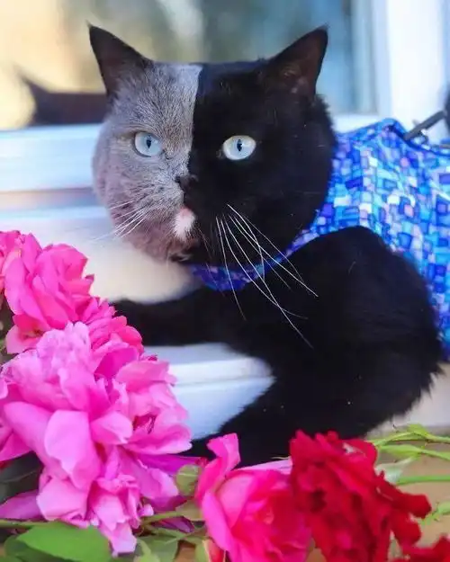 阴阳脸的猫爸爸生出的儿砸居然是这样的,太让人震惊了