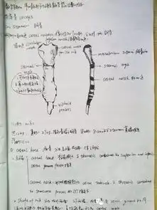 厉害了妹子大二女生解剖学笔记惊艳走红