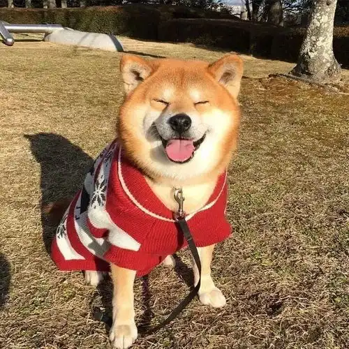 每日头像很想挽手渡余年
