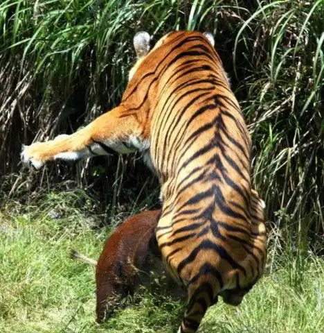 老虎盯上野猪一顿追赶,野猪先求饶后下黑手,结果换得悲惨下场