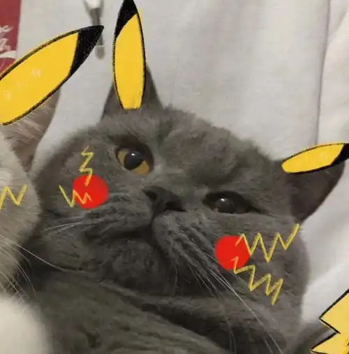 新手养猫必备物品,你都交过那些智商税呢
