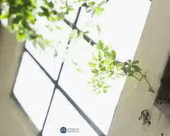 壁纸列表
