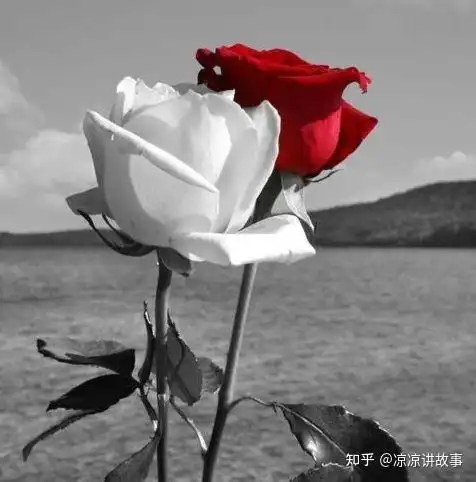 红玫瑰与白玫瑰已完结