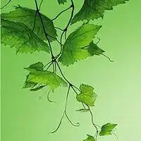 绿色植物头像树叶有意境的树叶头像微信头像图片大全