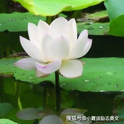 天生美人胚子的三大生肖女,女人味十足,总是迷倒一片男人
