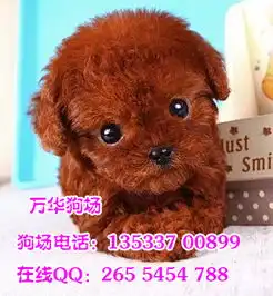 广州泰迪熊价格泰迪熊价钱买宠物狗还是去万华狗场买好