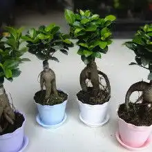 花卉榕树价格花卉榕树批发花卉榕树厂家hc360慧聪网