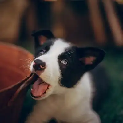 可爱牧羊犬头像边境牧羊犬幼崽图片
