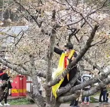 旅顺发生两起不文明赏花行为女子爬树拍照
