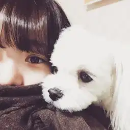 萌萌的狗狗女头