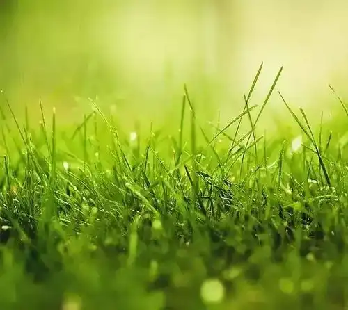 绿草悠悠