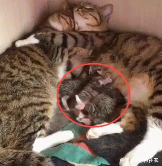 猫妈边喂小猫吃奶,边和猫爸秀恩爱,却不知道发生了这样的一幕