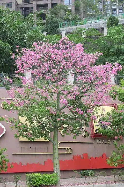 少女心爆棚攀枝花的美丽异木棉悄然绽放,快来赴一场秋日花约