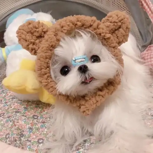 超级可爱的动物头像