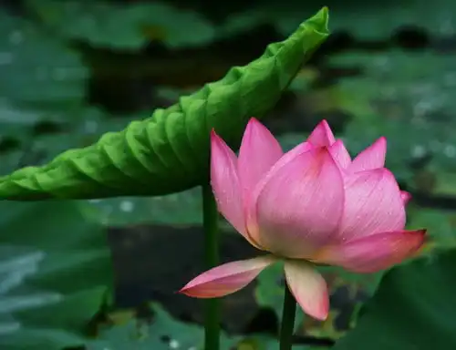3月2号开始,吉星照耀,4属相时来运转,财源广进,日子兴旺