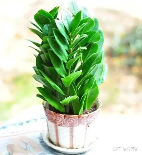 养上一盆有钱花,不愁没钱花