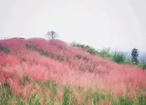 重庆最美粉黛草海已上线,周末怎能不约