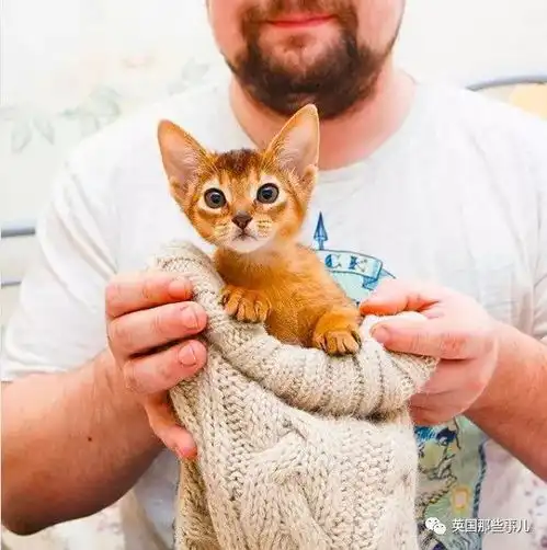 时而软萌,时而威严俄罗斯这家人养的猫,有种森林之王的气质